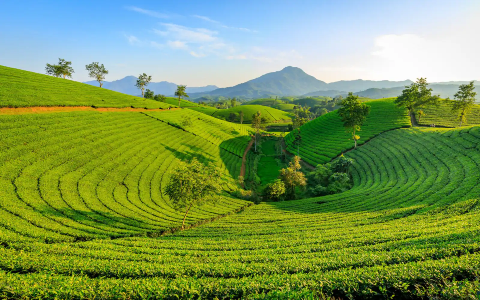Kebun teh berteras di lereng bukit