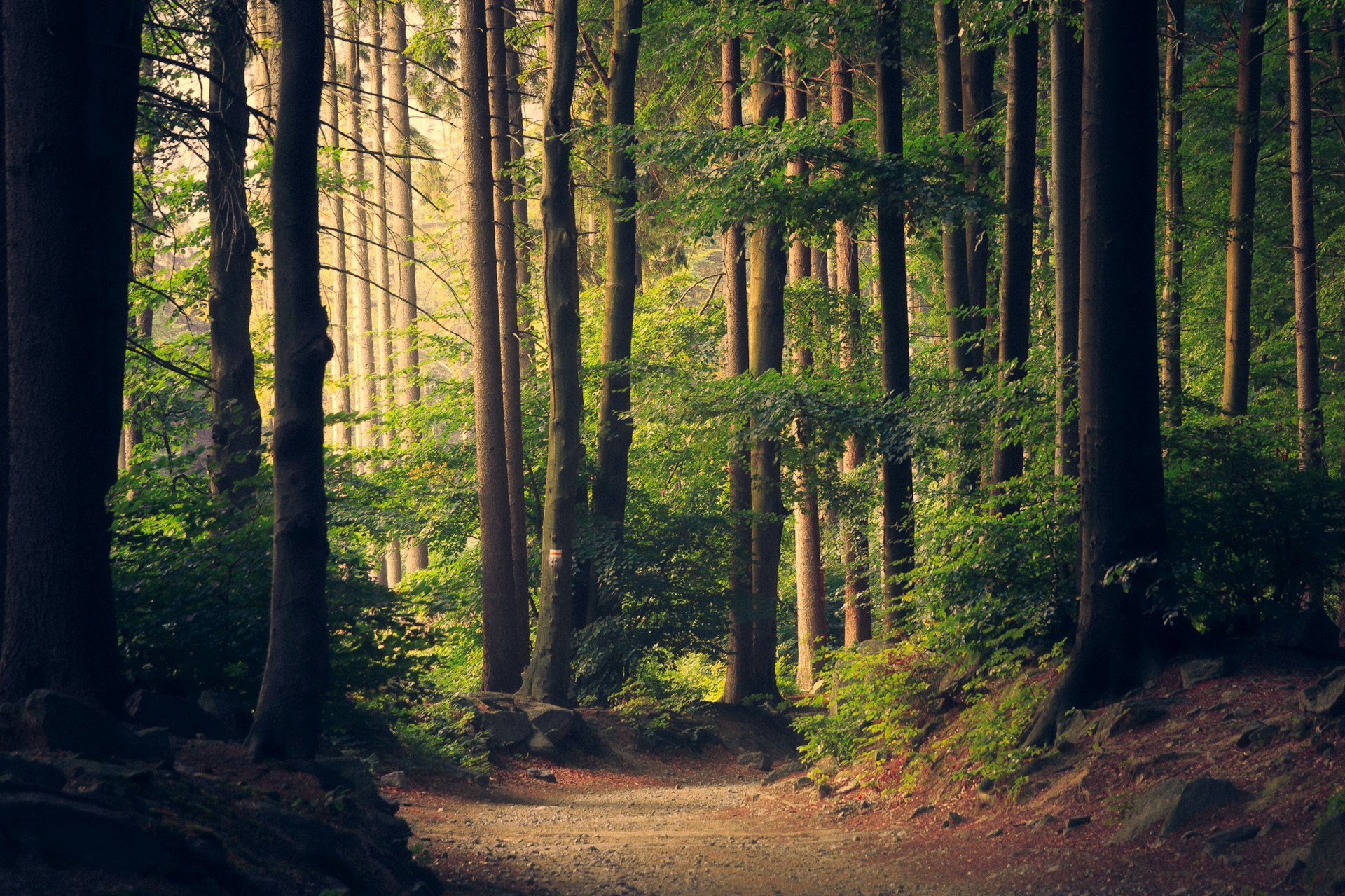 Kanopi hutan dilihat dari atas