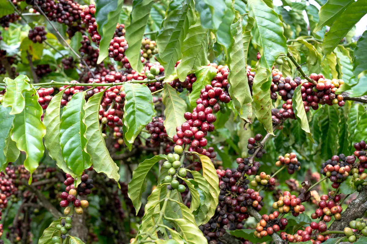 Ranting kopi berbuah di sebuah kebun kopi
